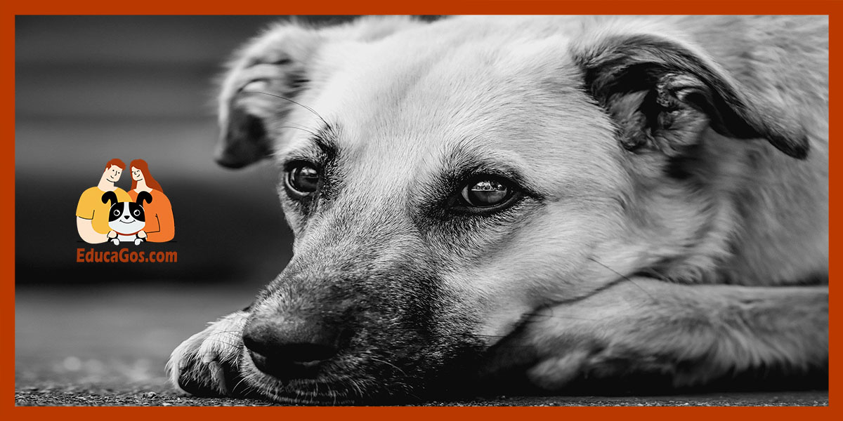 Prevención emocional: la apuesta de EducaGos Adiestramiento Canino en Barcelona