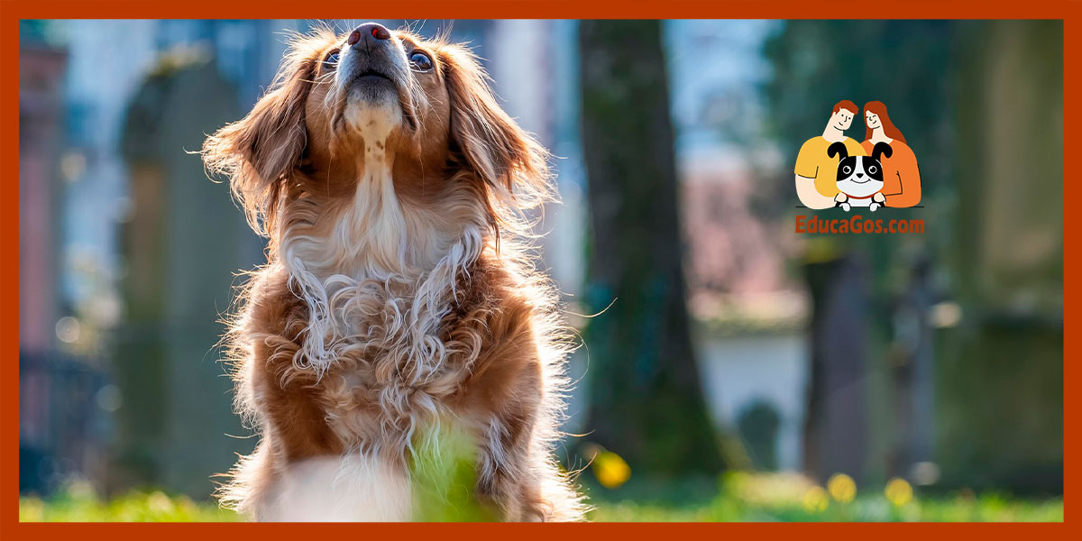 Qué puedes hacer en casa si tu perro arrastra el culete