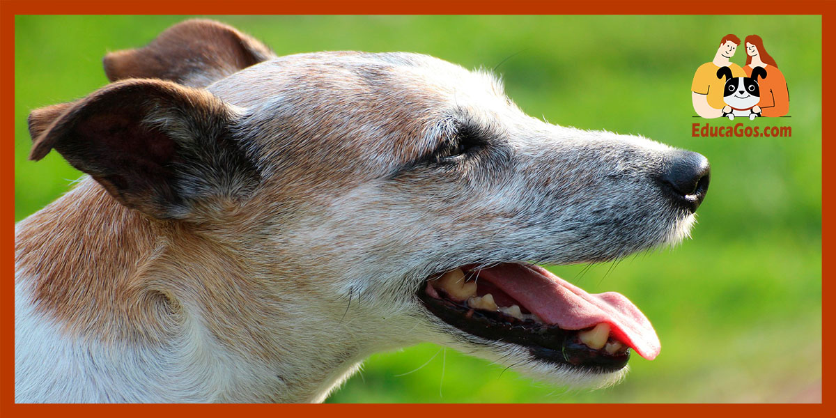 Síntomas que acompañan la diarrea y que debes vigilar