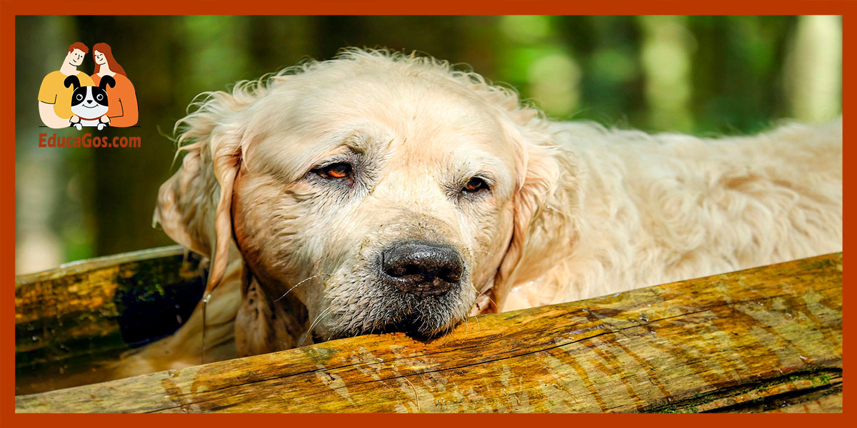 Tratamientos para la leishmaniosis, esperanza y cuidados a largo plazo