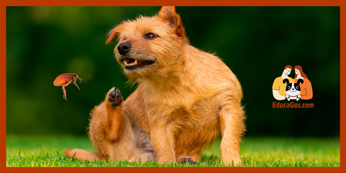 Beneficios de mantener a tu perro libre de pulgas y garrapatas