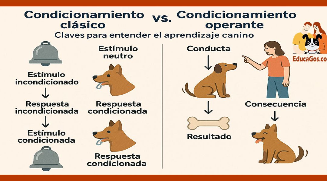 Condicionamiento clásico vs. condicionamiento operante Claves para entender el aprendizaje canino