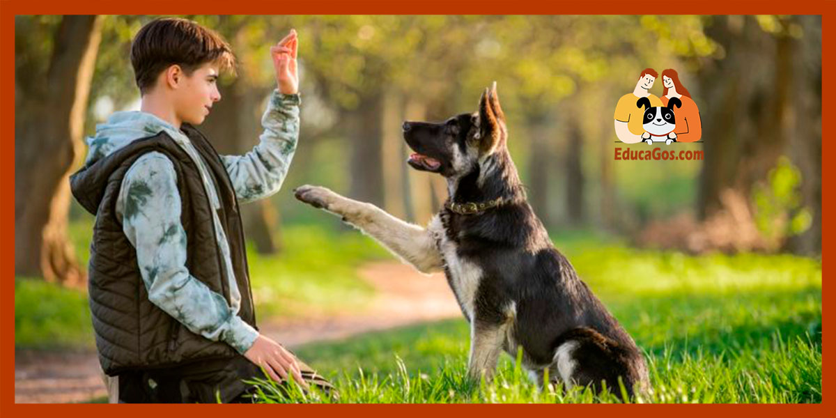 Cuál es mejor para educar a un perro