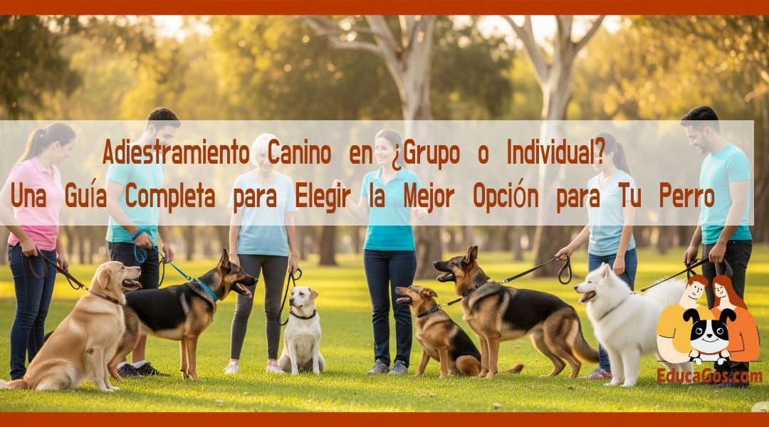Adiestramiento Canino ¿Grupo o Individual? Una Guía Completa para Elegir la Mejor Opción para Tu Perro