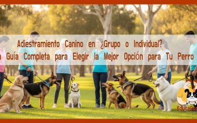 Adiestramiento Canino ¿Grupo o Individual? Una Guía Completa para Elegir la Mejor Opción para Tu Perro