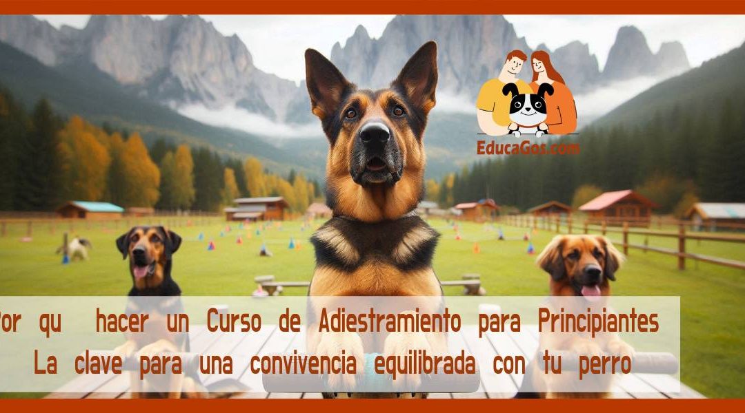 Por qué hacer un Curso de Adiestramiento para Principiantes