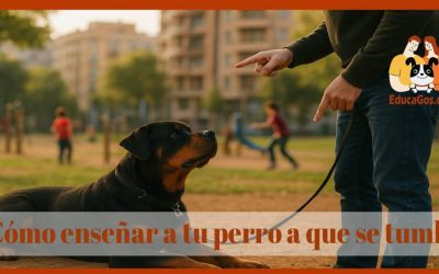 ¿Cómo enseñar a tu perro a que se tumbe?