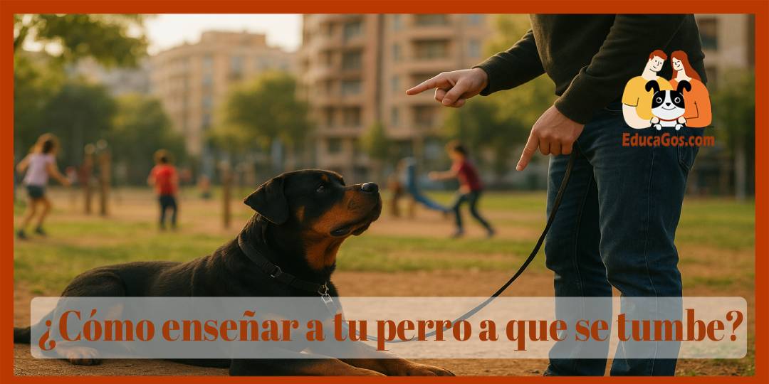 Cómo enseñar a tu perro a que se tumbe