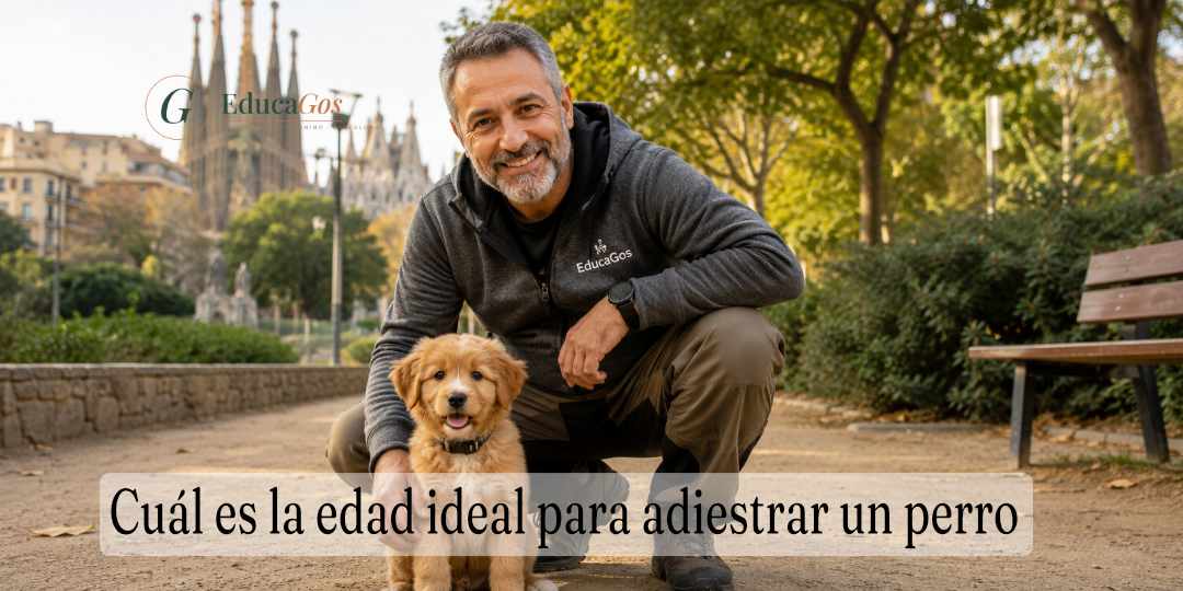Adiestrador canino profesional junto a un cachorro, edad ideal para adiestrar un perro