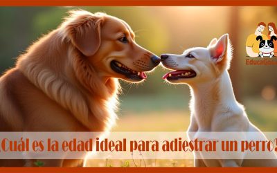 ¿Cuál es la edad ideal para adiestrar un perro?