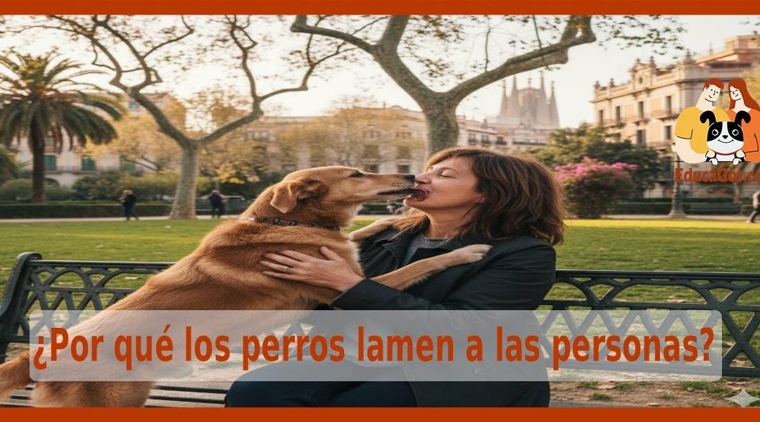¿Por qué los perros lamen a las personas? Entiende esta conducta canina