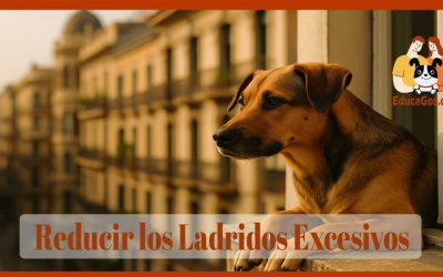 Reducir los Ladridos Excesivos Causas, Soluciones y Adiestramiento Eficaz