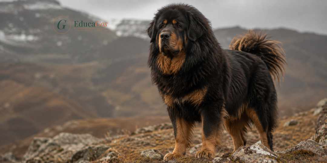 Dogo del Tíbet adulto en un entorno de montaña, una de las razas de perros gigantes con más historia