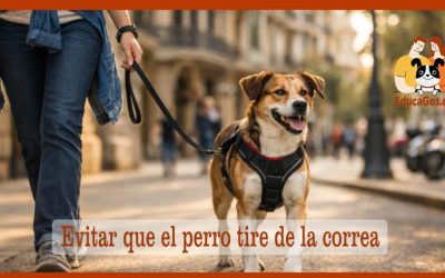 Evitar que el perro tire de la correa