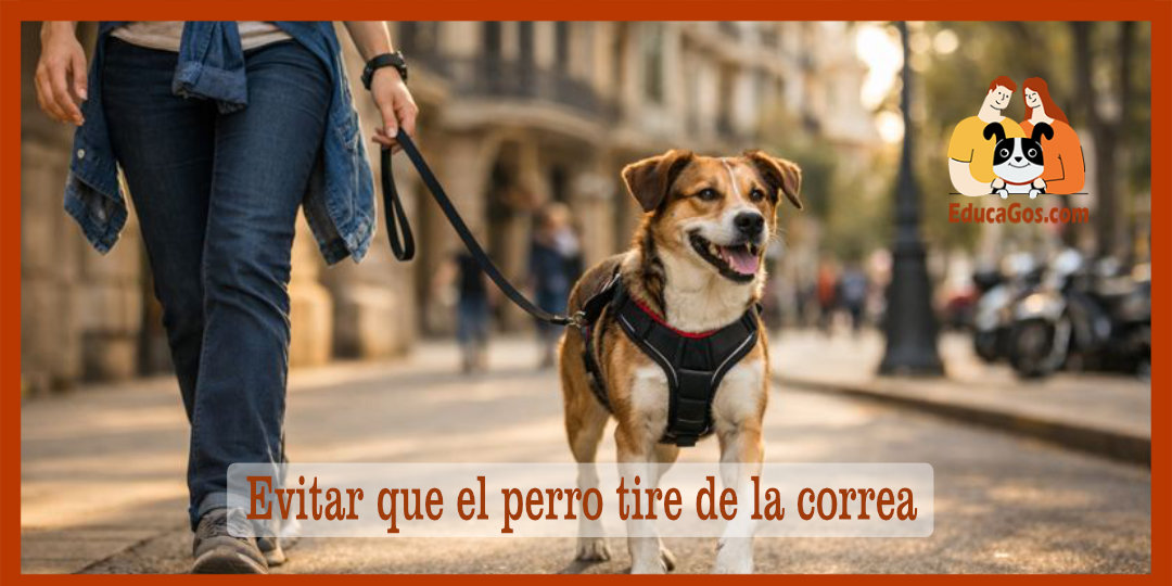 Evitar que el perro tire de la correa