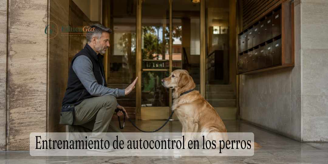Adiestrador canino trabajando el ejercicio de espera en la puerta de un portal en Barcelona