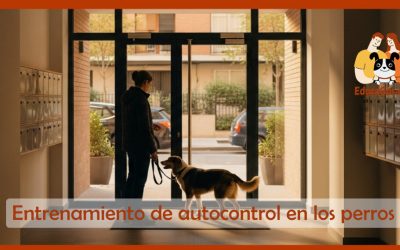 Adiestramiento Canino a Domicilio en Barcelona Entrenamiento de autocontrol en los perros, una guía progresiva y práctica