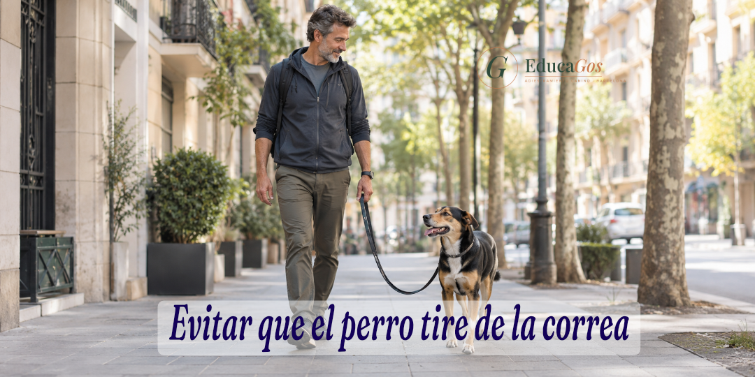 Evitar que el perro tire de la correa