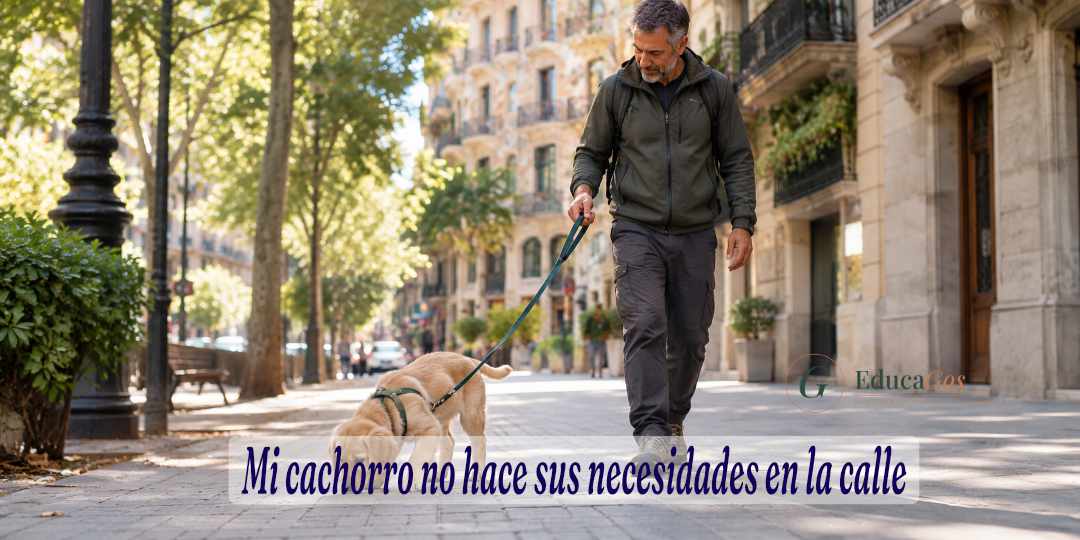 Cachorro paseando tranquilo por una calle de Barcelona junto a un adiestrador canino