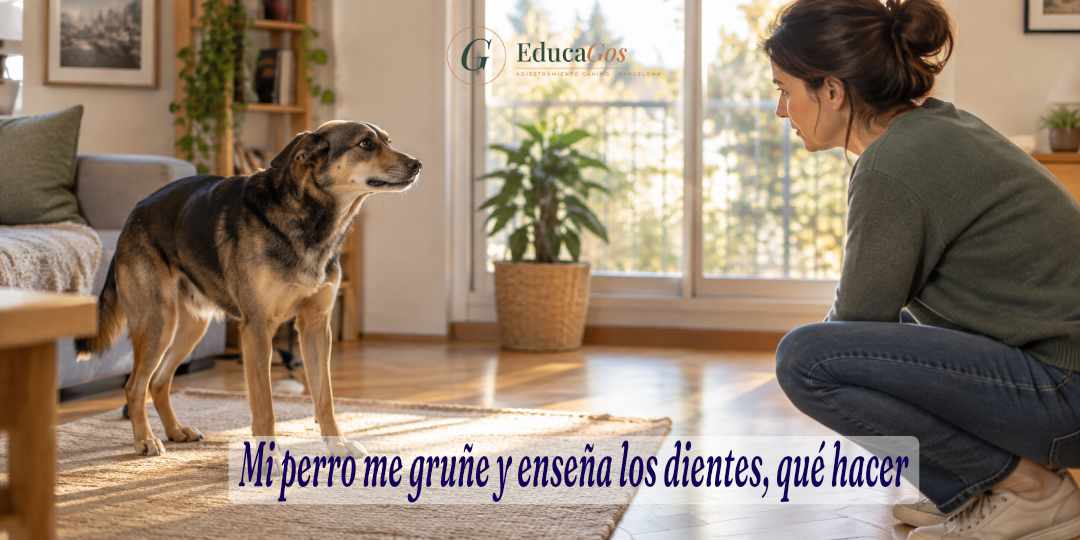 Perro mostrando una señal de aviso corporal mientras su dueña respeta su espacio en casa