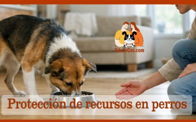 Protección de recursos en perros Por qué ocurre y cómo trabajarlo sin empeorarlo