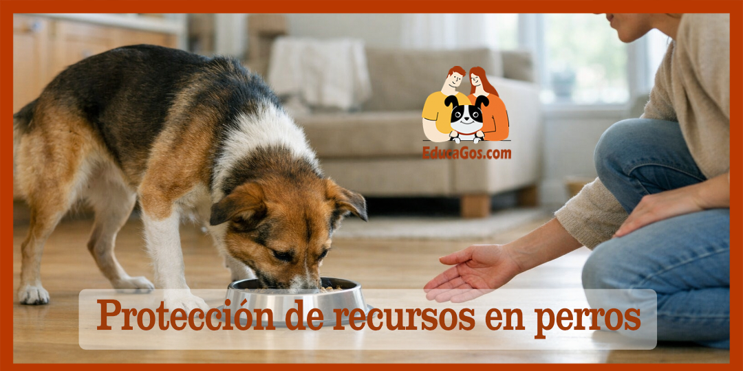 Protección de recursos en perros Por qué ocurre y cómo trabajarlo sin empeorarlo