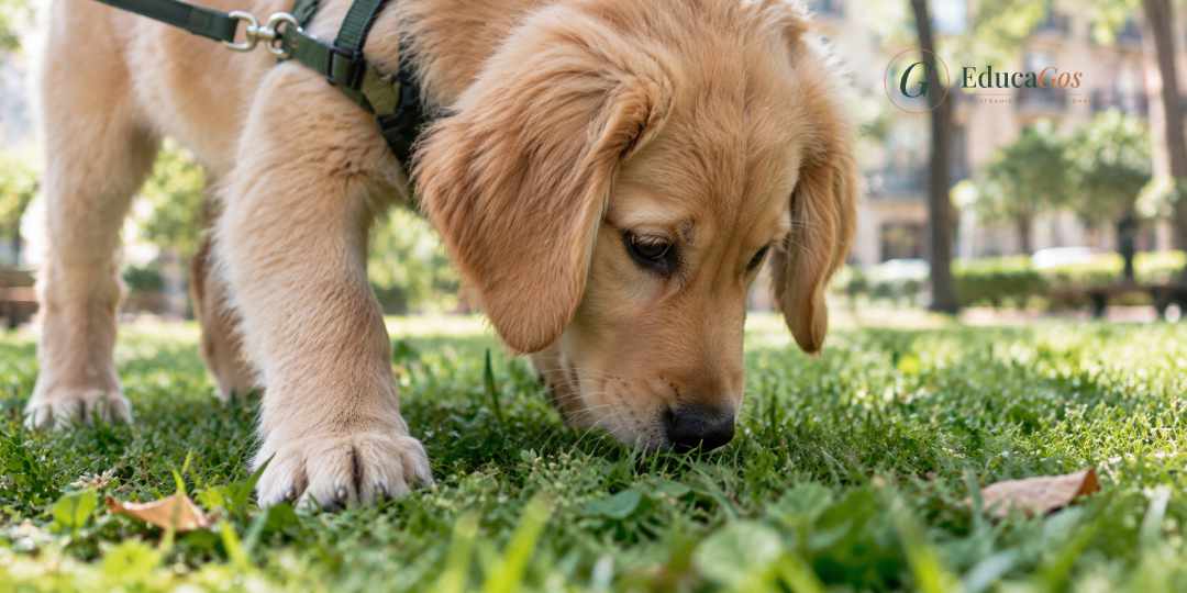 Cachorro olfateando la hierba en el momento clave para hacer sus necesidades fuera. Mi cachorro no hace sus necesidades en la calle