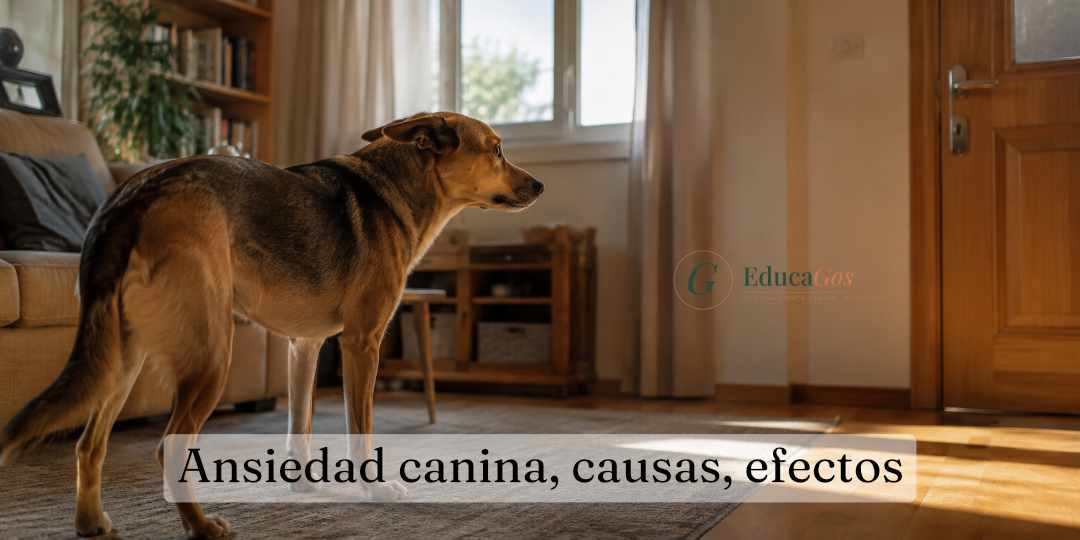 Ansiedad canina, causas, efectos. Cómo ayudar a tu perro según un profesional