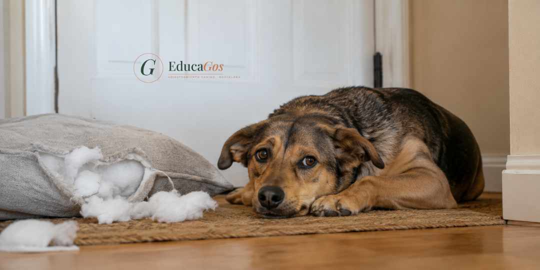 Perro tumbado junto a la puerta de casa con un cojín mordisqueado, esperando a que vuelva su familia Perro tumbado junto a la puerta de casa con un cojín mordisqueado, esperando a que vuelva su familia. Ansiedad canina, causas, efectos.