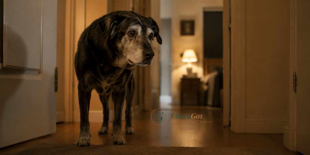 Perro senior de hocico canoso mirando desorientado en el pasillo de casa por la noche Perro senior de hocico canoso mirando desorientado en el pasillo de casa por la noche