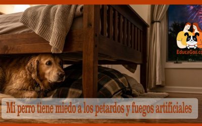 Mi perro tiene miedo a los petardos y fuegos artificiales Guía completa para entenderlo y ayudarle de verdad