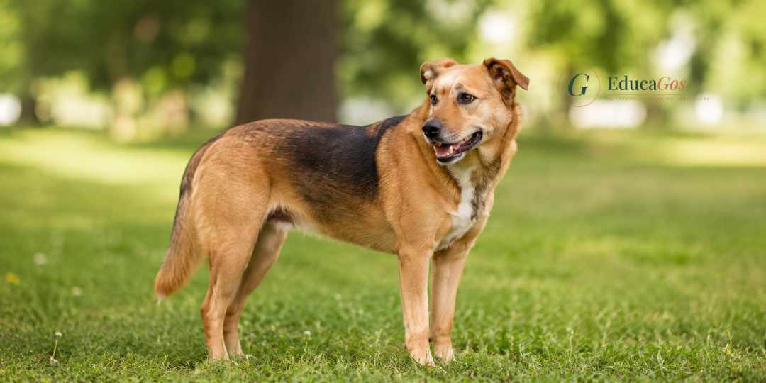 Perro con postura corporal relajada y boca entreabierta en un parque, señal de bienestar emocional. Emociones de los perros, lo que sienten, lo que proyectamos y lo que la ciencia nos revela