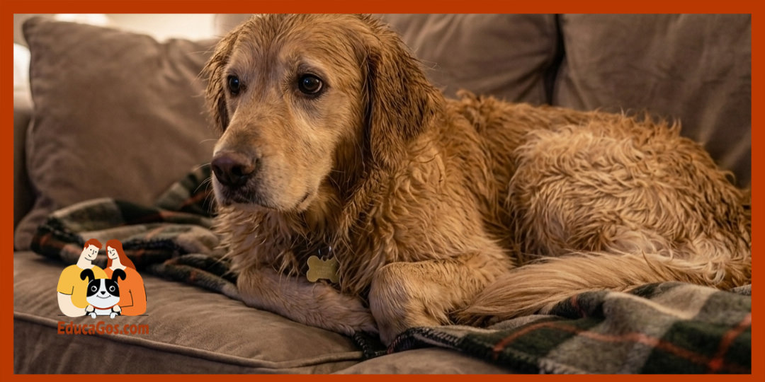 Señales de que tu perro está sufriendo, cómo identificar los síntomas