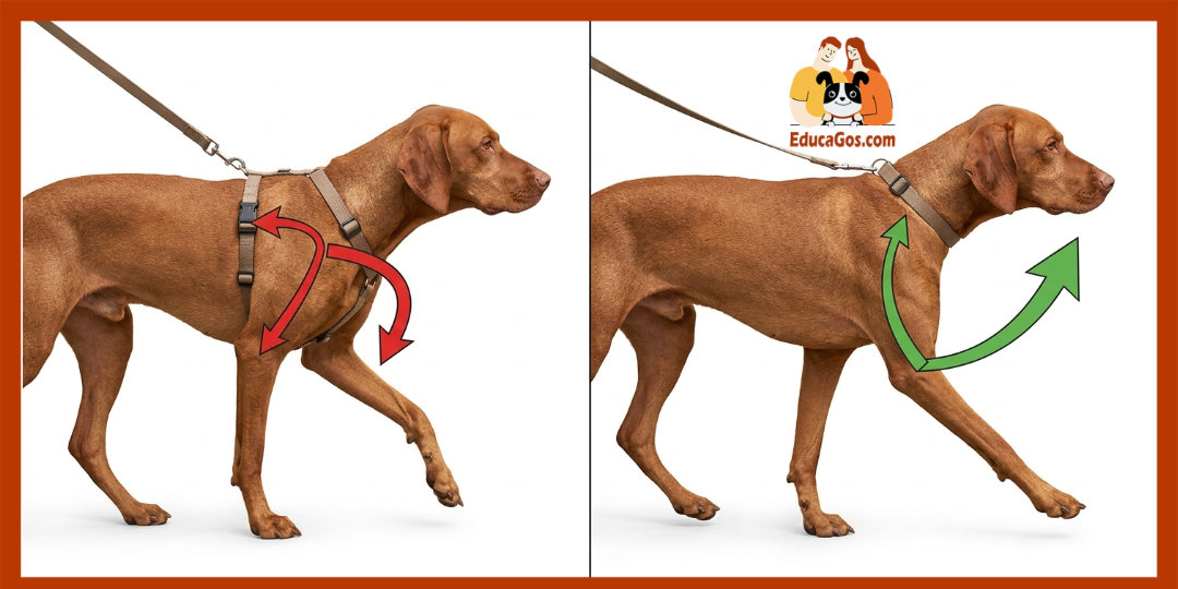 comparativa biomecánica collar vs Arnés perros