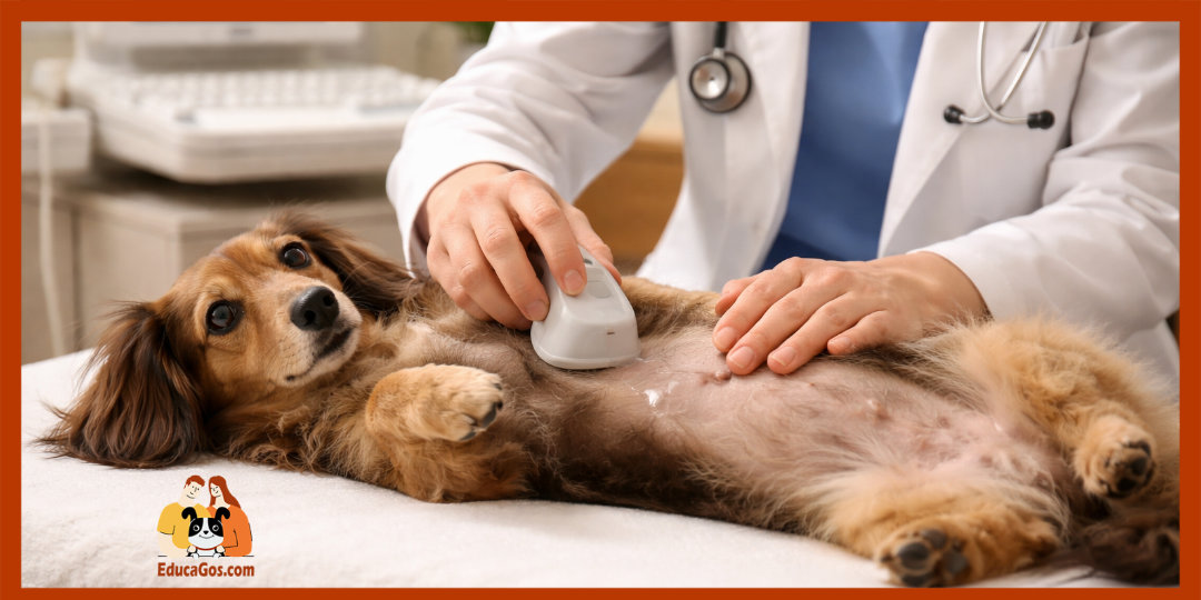 diagnostico Cushing ecografía perro