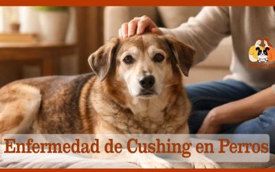 Enfermedad de Cushing en Perros Tipos, Síntomas y Cómo Adaptar su Manejo Conductual