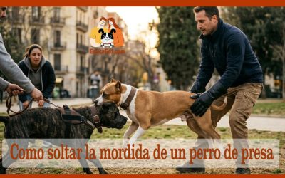 Como soltar la mordida de un perro de presa Técnicas contrastadas y mitos desmentidos