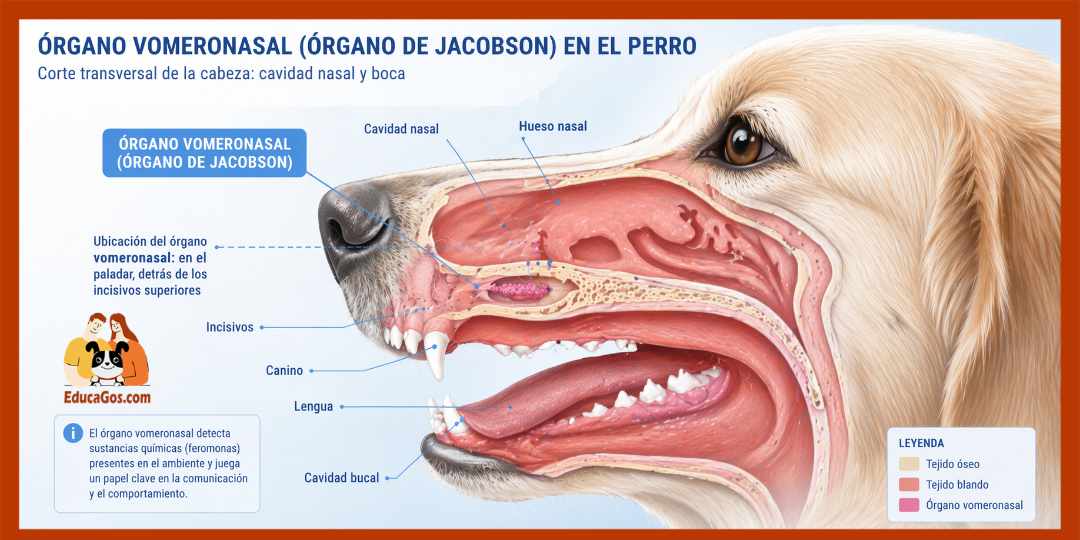 El órgano vomeronasal, la clave para entender por qué los perros lamen los genitales de otros perros
