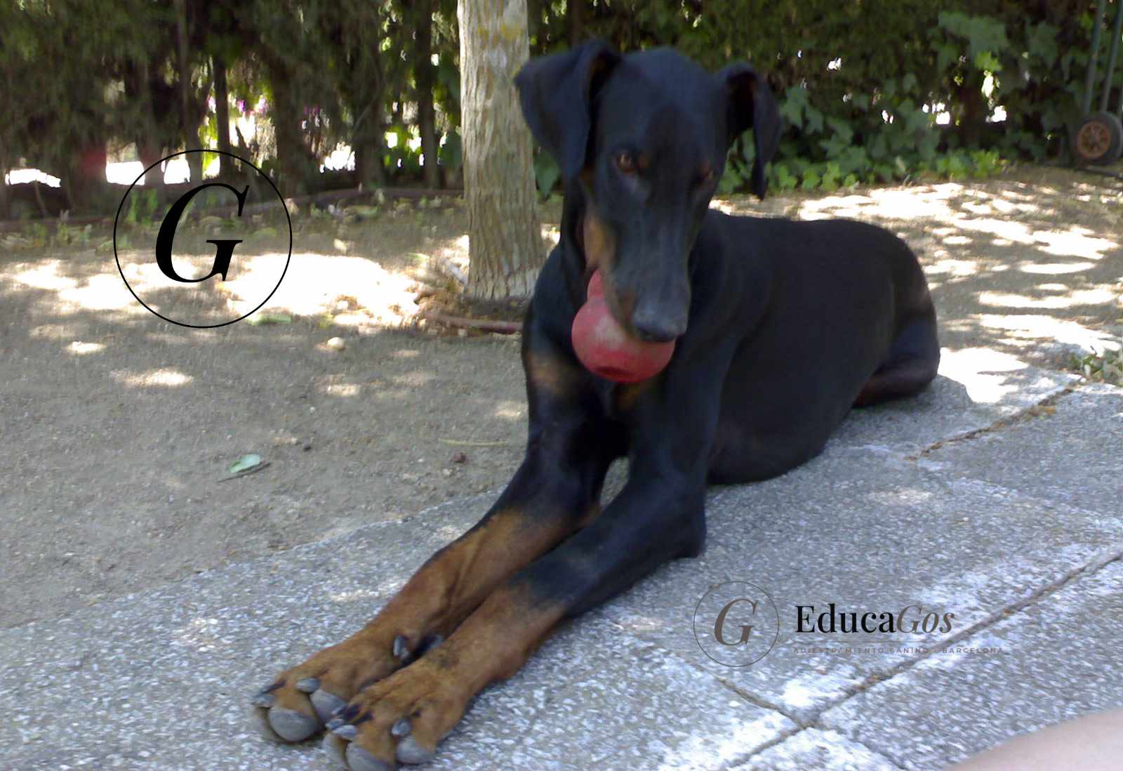 Mi fiel compañero - EducaGos