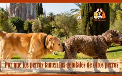 Por qué los perros se lamen entre ellos La ciencia detrás del lamido genital canino