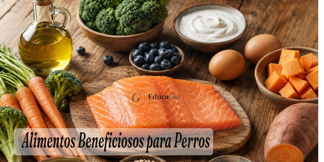 Alimentos Beneficiosos para Perros Guía Completa para una Dieta Canina Sana