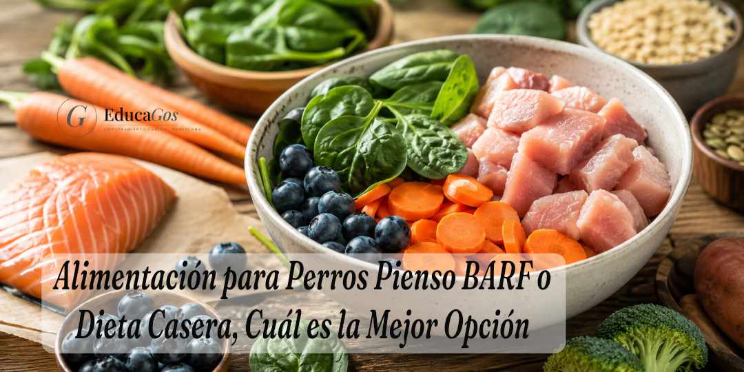 Alimentación para Perros Pienso BARF o Dieta Casera, Cuál es la Mejor Opción