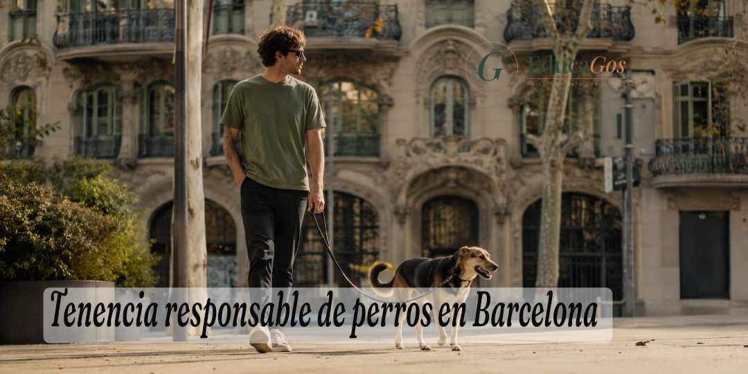 Tenencia responsable de perros en Barcelona, paseo con correa floja por el Eixample
