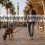 ¿Cuántas veces pasear al perro? Guía completa por edad, raza y necesidades