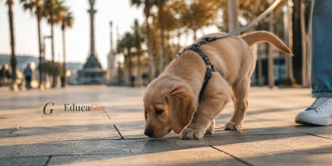 Cachorro en su primer paseo al aire libre, con arnés y correa, aprendiendo a explorar el entorno Cachorro en su primer paseo al aire libre, con arnés y correa, aprendiendo a explorar el entorno
