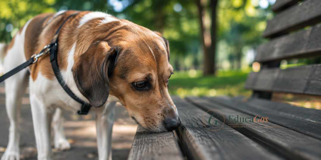Perro olfateando un banco del parque durante el paseo, demostrando la importancia de la estimulación olfativa canina Perro olfateando un banco del parque durante el paseo, demostrando la importancia de la estimulación olfativa canina