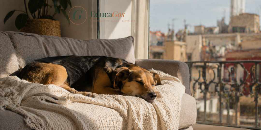 Perro relajado en su piso de Barcelona tras un paseo enriquecedor, ejemplo de bienestar canino. Perro relajado en su piso de Barcelona tras un paseo enriquecedor, ejemplo de bienestar canino.