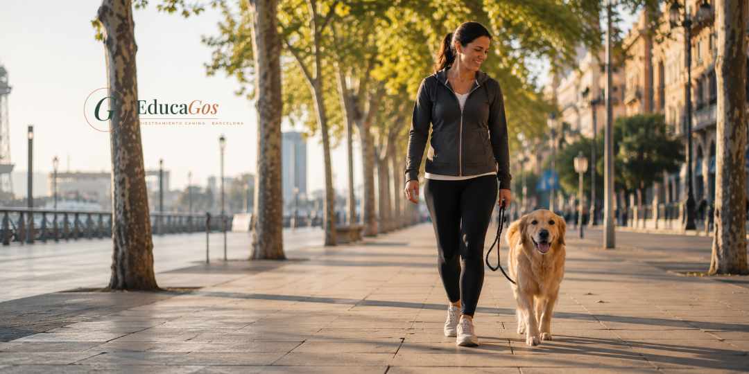 Mujer paseando a su perro adulto por la ciudad en su rutina matutina, ejemplo de una rutina de paseos consistente Mujer paseando a su perro adulto por la ciudad en su rutina matutina, ejemplo de una rutina de paseos consistente
