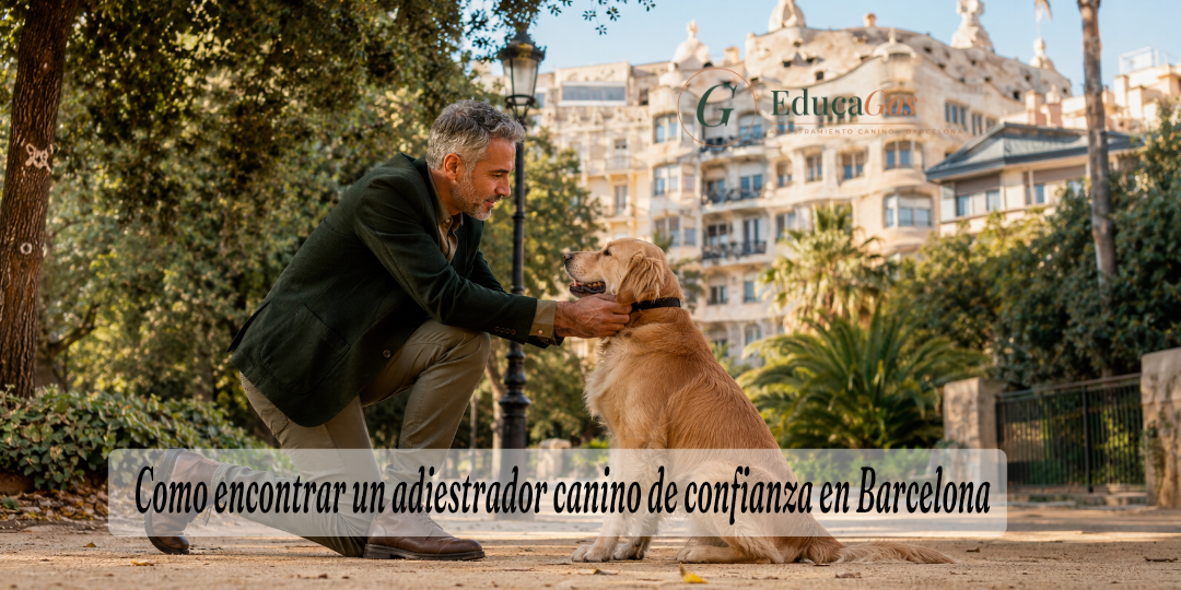 Adiestrador canino de confianza trabajando con un perro en un parque de Barcelona