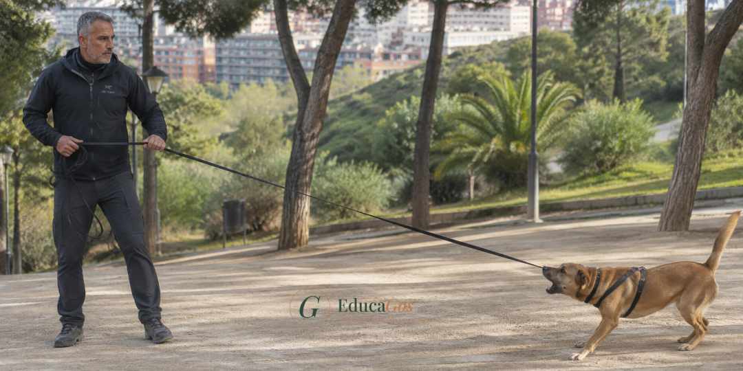 Adiestrador canino gestionando la distancia ante una señal de amenaza de un perro